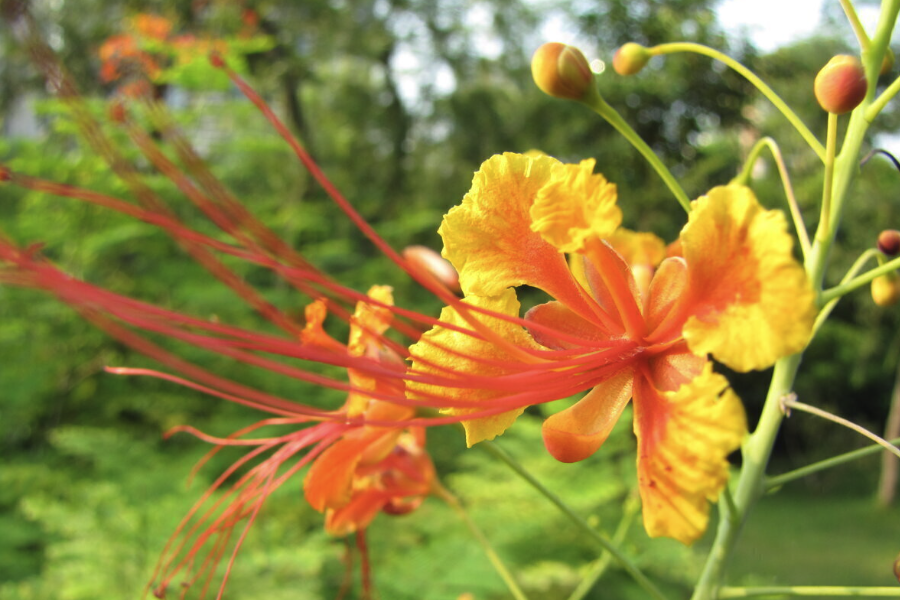 藍(lán)花金鳳花感染紅蜘蛛怎么進(jìn)行消滅?