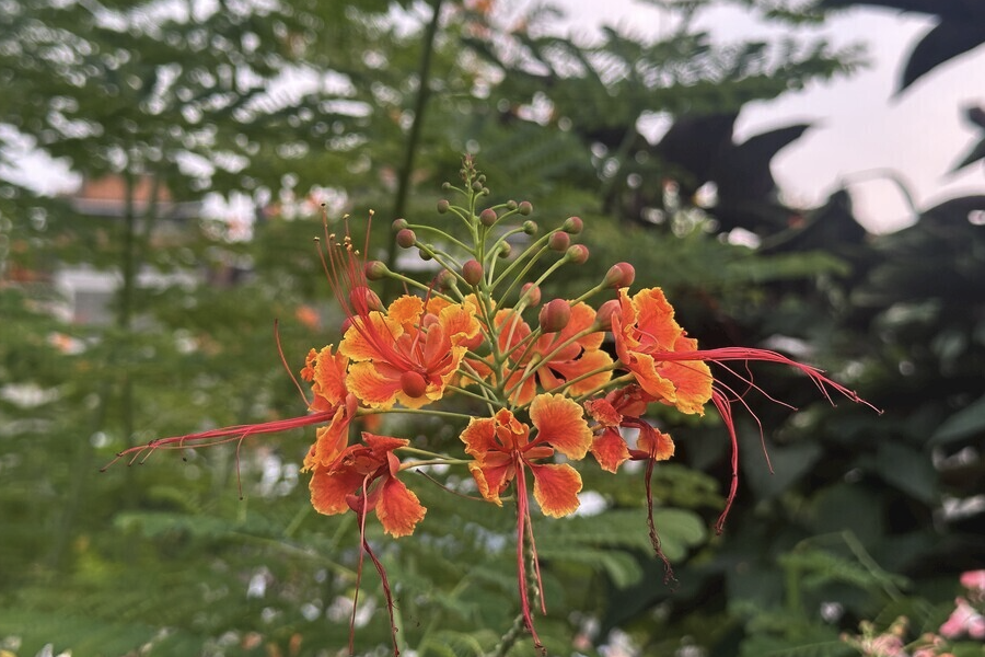 藍花金鳳花出現白粉病怎么治療?