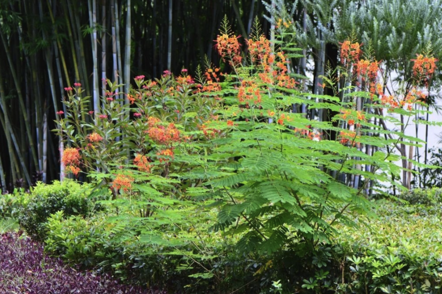 藍花金鳳花常見的病蟲害有哪些?