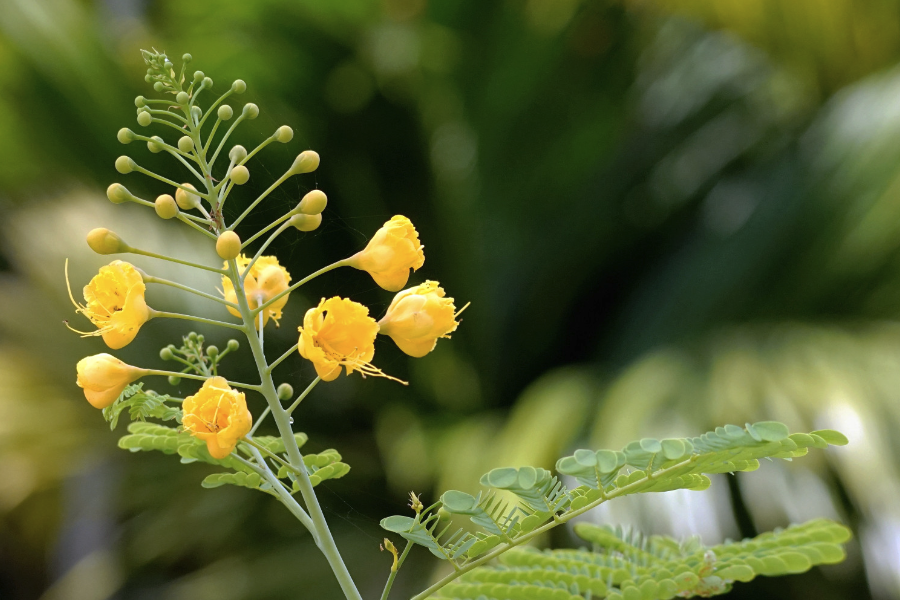 藍花金鳳花的種植方法介紹?