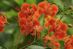 <strong>藍花金鳳花怎么進行分株，需要注意什么？</strong>
