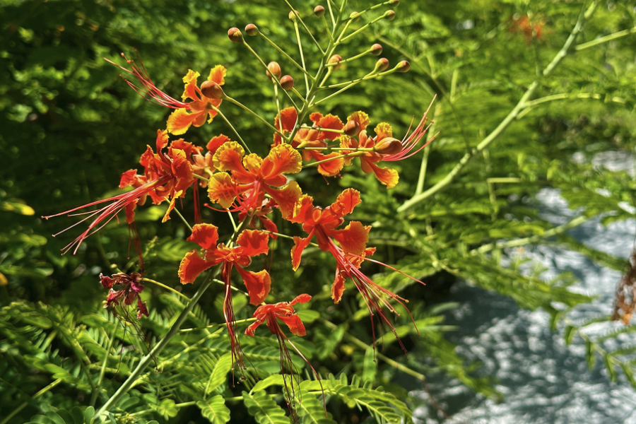 藍花金鳳花怎么進行分株,需要注意什么?