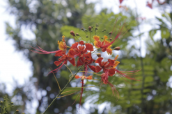 <strong>藍花金鳳花的繁殖方式有哪些？</strong>