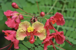 <strong>藍花金鳳花花朵有什么特點，花期在什么時候？</strong>