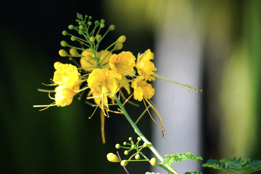 藍(lán)花金鳳花花朵有什么特點(diǎn),花期在什么時(shí)候?