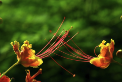 <strong>藍花金鳳花對土壤和溫度有什么要求？</strong>