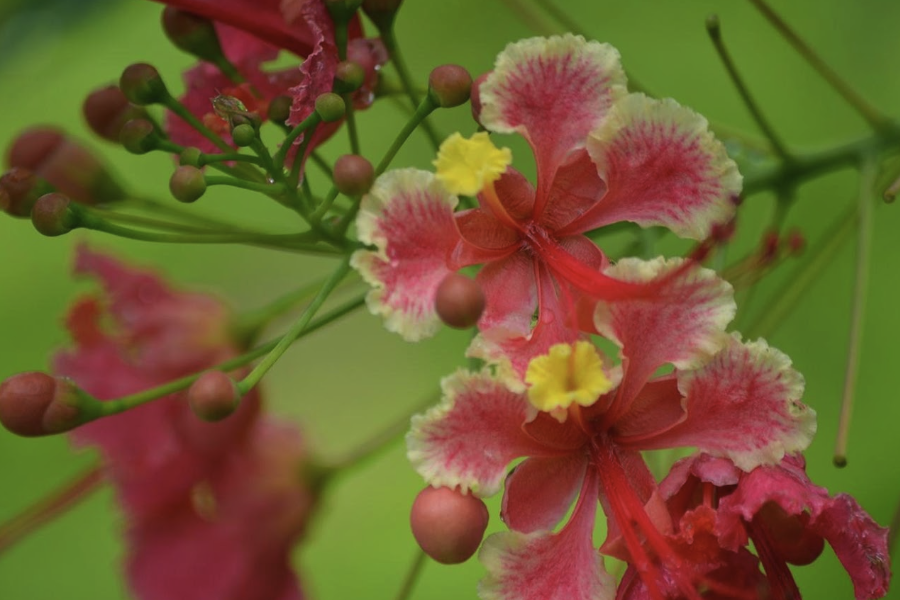 藍花金鳳花的生態習性是什么樣的?