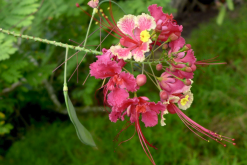 <strong>藍花金鳳花對生長環(huán)境有什么要求，花期在什么時候？</strong>