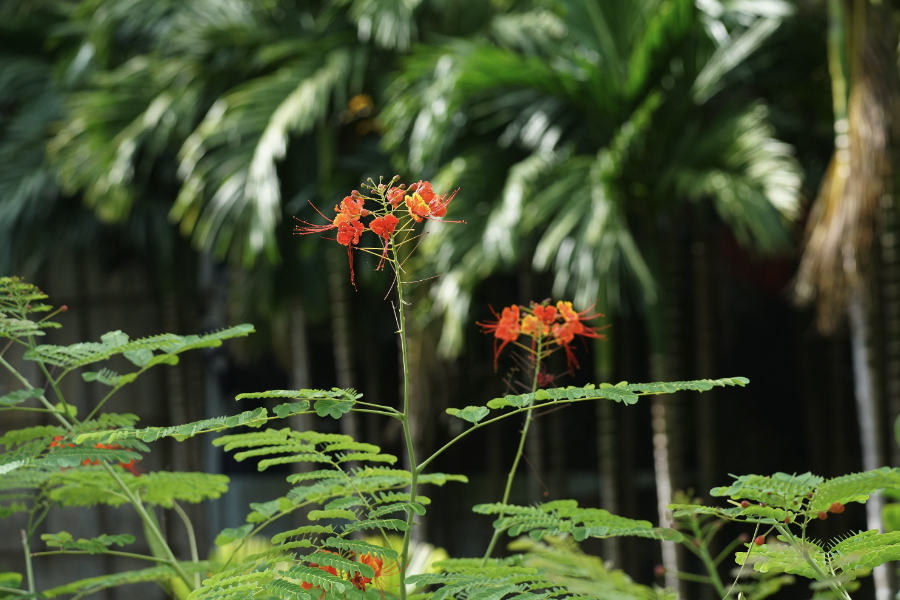 金鳳花株高一般多少,有什么形態(tài)特點?