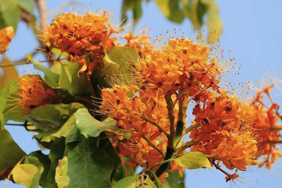 無憂樹種子怎么進(jìn)行催芽?