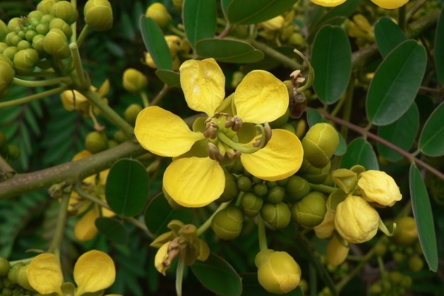 鐵刀木對(duì)生長環(huán)境有什么要求 ?