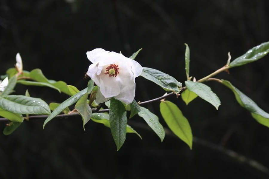 西康玉蘭怎么盡心芽接?