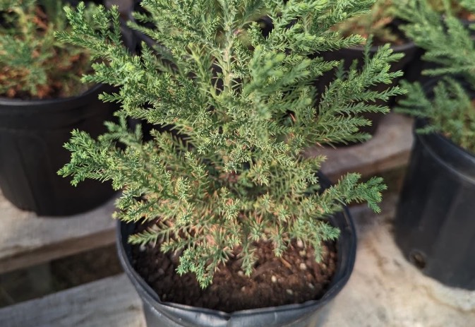 花旗松什么時候可以移栽種植 ?