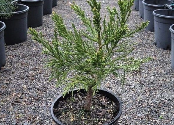花旗松種植前需要做哪些準備 ?