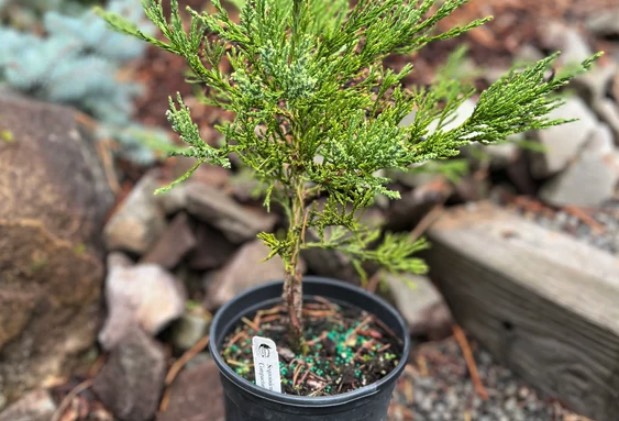 花旗松種植前需要做哪些準備 ?
