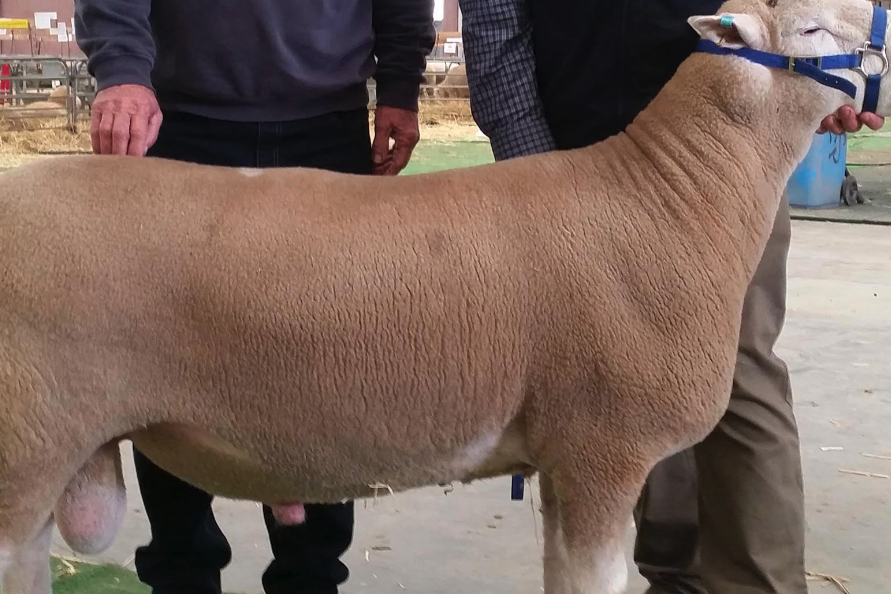 陶賽特羊主要在哪些地區飼養,體型形態怎么樣?