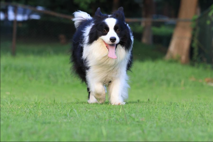 牧羊犬怎么進行馴化牧羊?