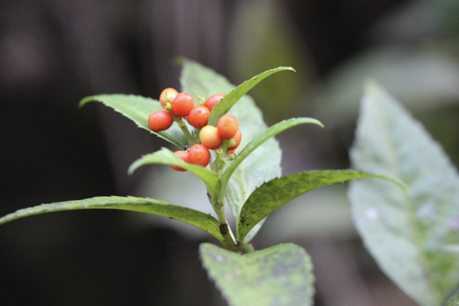 怎么給草珊瑚施肥?