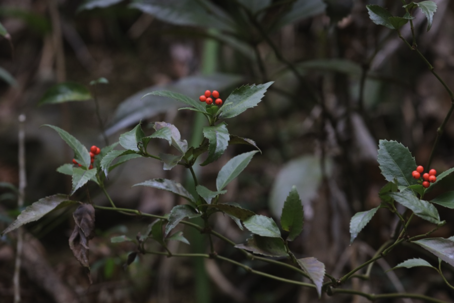 怎么給草珊瑚施肥?