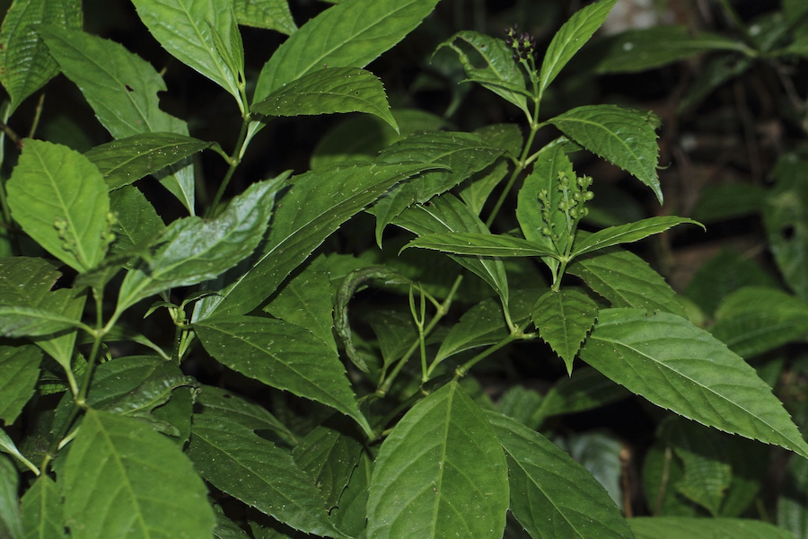 草珊瑚是什么植物,有什么形態(tài)特點?