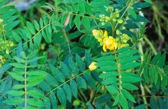望江南耐旱性怎么樣,有什么生態(tài)習(xí)性 ?