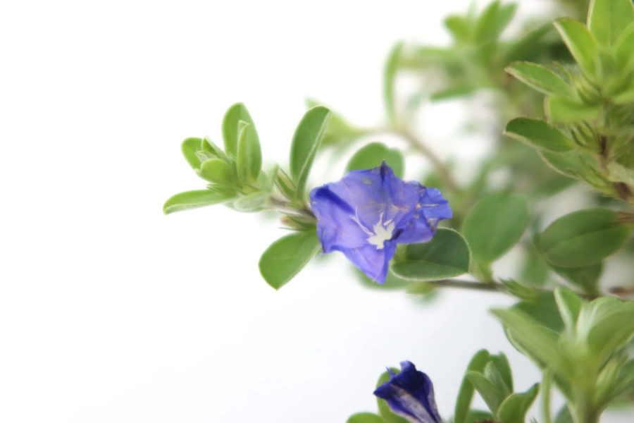藍星花的種子有什么特點,怎么收集?
