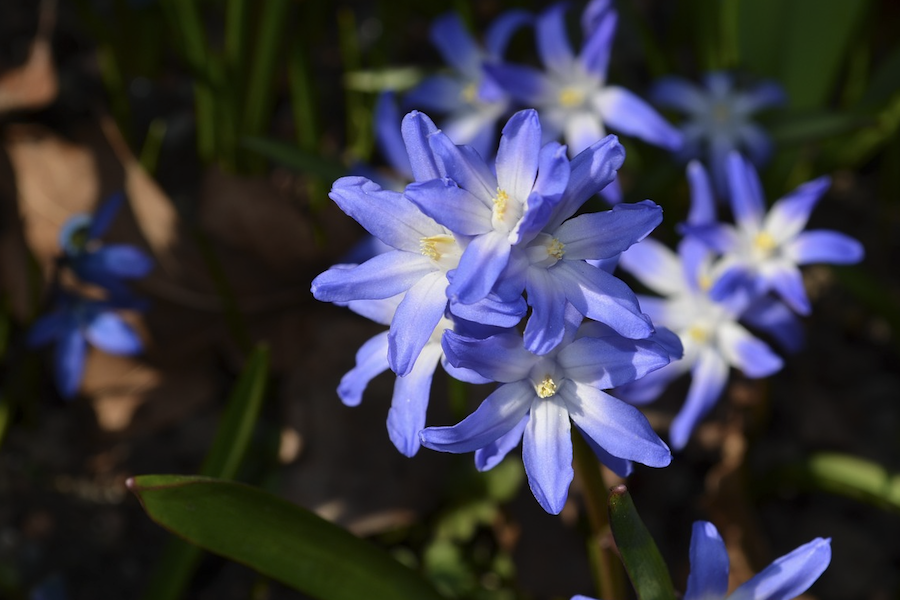 藍(lán)星花是什么植物,有什么形態(tài)特點(diǎn)?