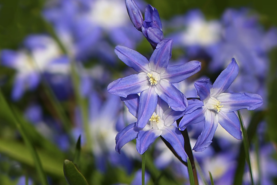 藍(lán)星花是什么植物,有什么形態(tài)特點(diǎn)?