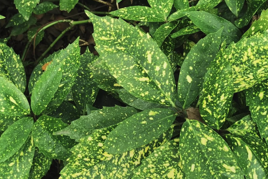 在秋冬季播種桃葉珊瑚的好處?