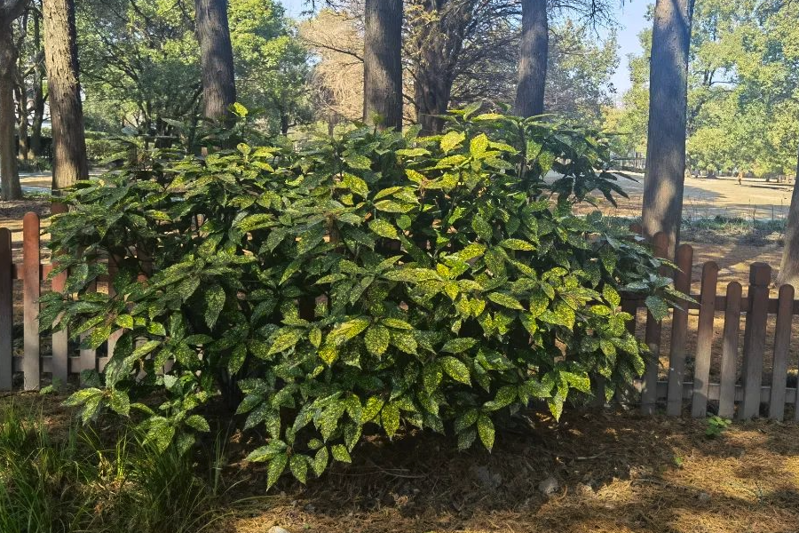 桃葉珊瑚種子的培育和催芽?