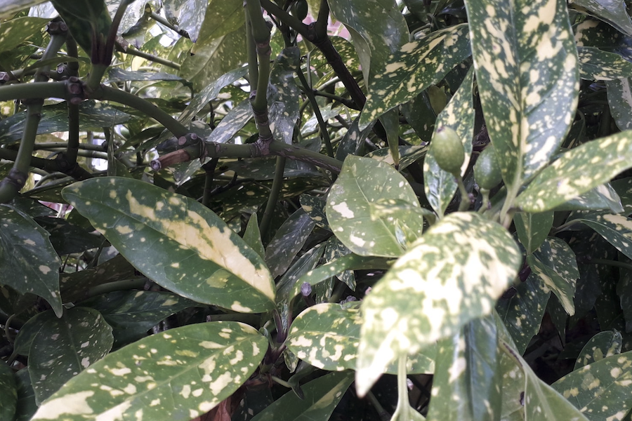 桃葉珊瑚有什么生態(tài)習性,花期在什么時候?
