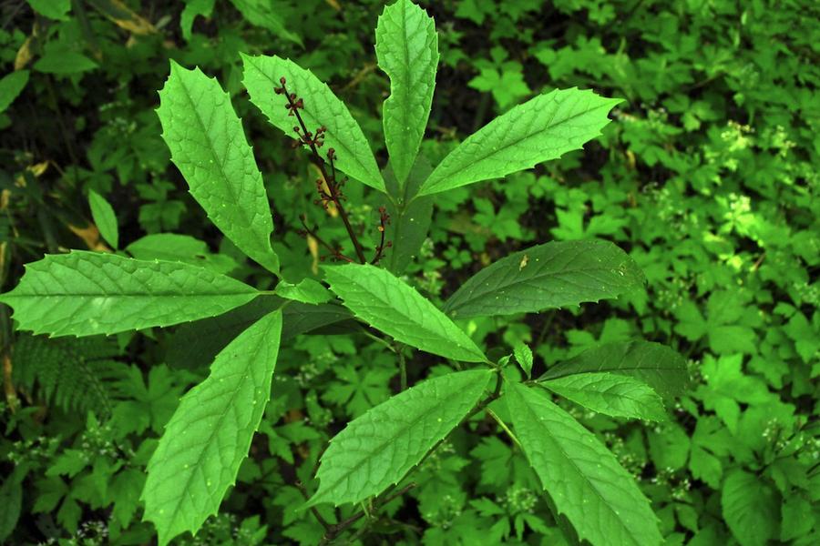 桃葉珊瑚有什么生態(tài)習性,花期在什么時候?
