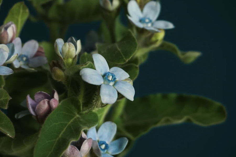 藍星花的生育溫度是多少?