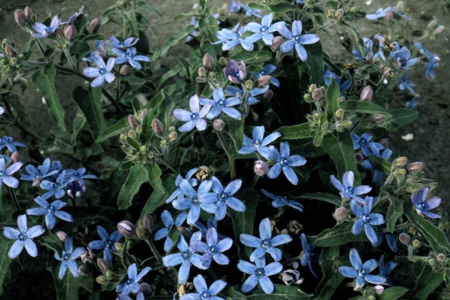 藍(lán)星花的盆栽方法和技巧?