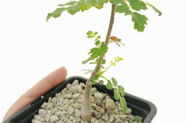 馬蹄豆種子的催芽和培育方法 ?