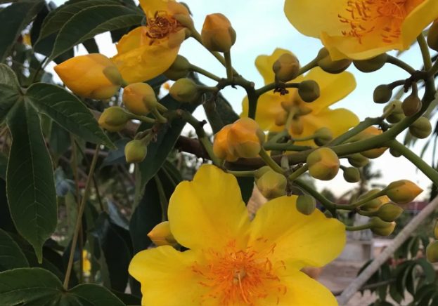 重瓣彎子木有哪些生態(tài)習性,花期在什么時候 ?