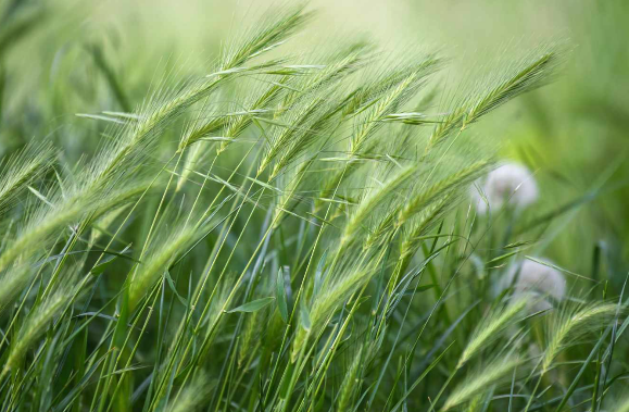 黑麥草收割后可以保存多久 ?