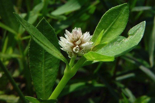 苦草對生長環(huán)境有什么要求,耐旱性怎么樣 ?