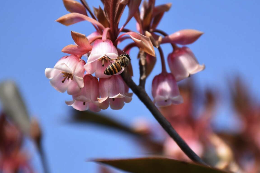 吊鐘花可以室內養殖嗎?