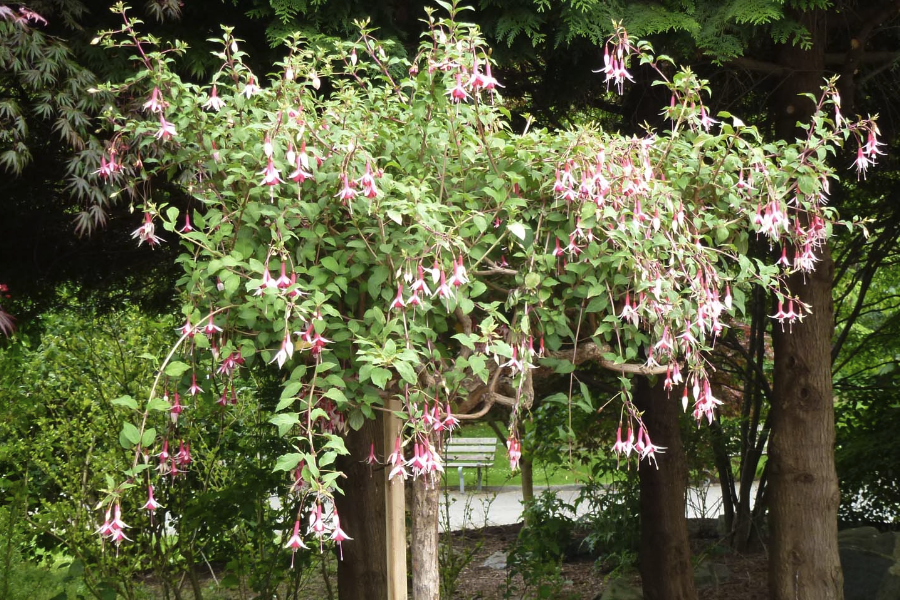 吊鐘花容易感染什么病害?