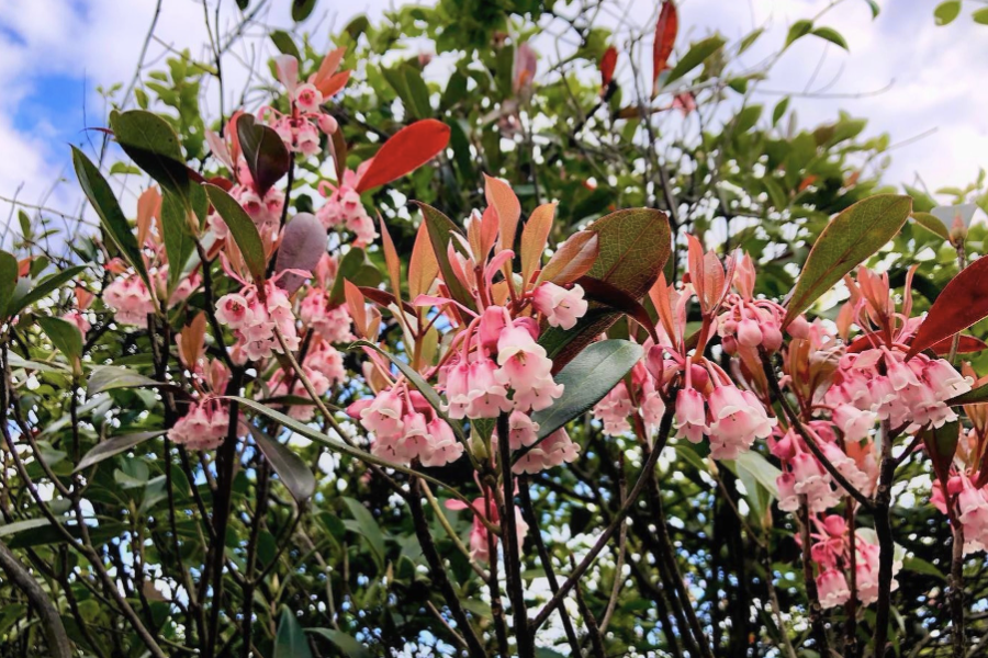 吊鐘花的栽種方法和注意事項?