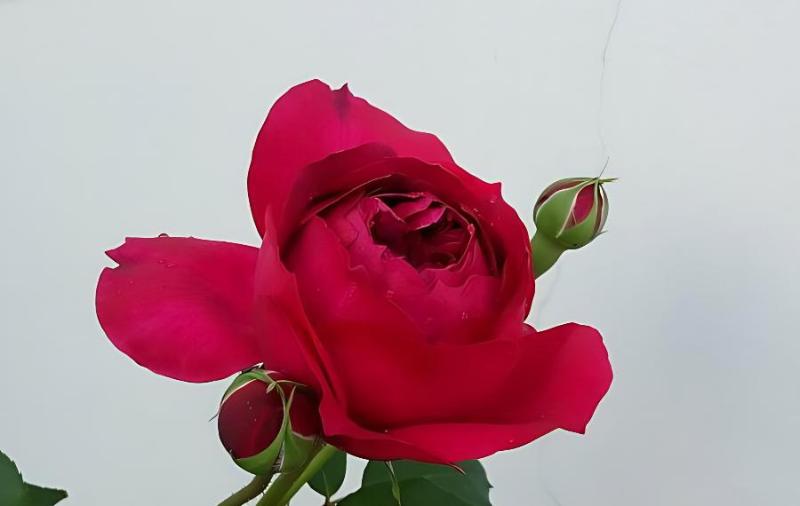 月季開完花就枯萎了怎么回事?