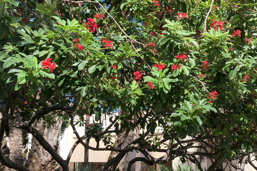 琴葉珊瑚可以在室內(nèi)種植嗎?