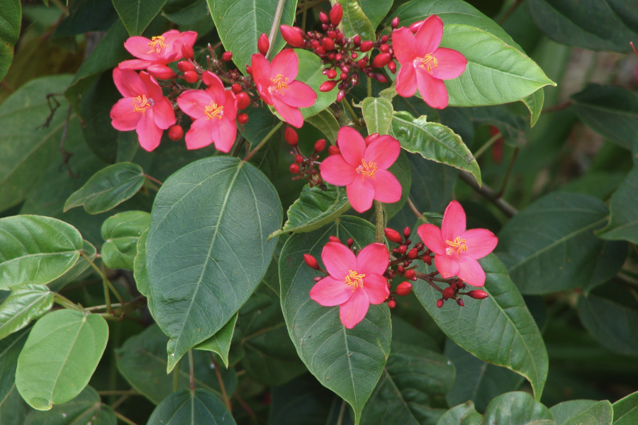 琴葉珊瑚可以在室內(nèi)種植嗎?
