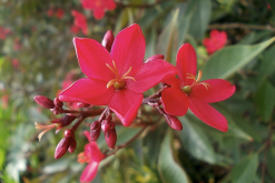 <strong>琴葉珊瑚的花季在什么時(shí)候，花朵有什么特點(diǎn)？</strong>