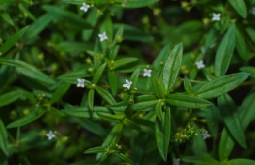 傘房花耳草出現霜霉病有什么癥狀?