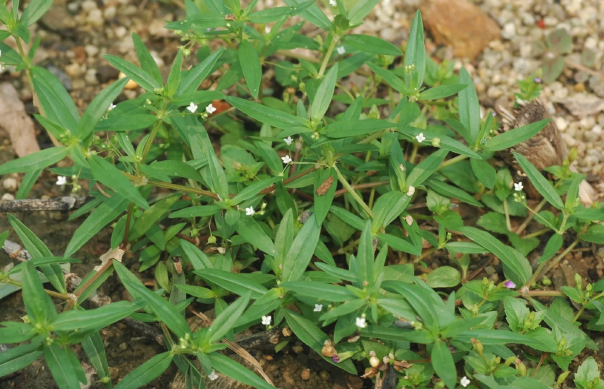 傘房花耳草容易感染什么病害 ?