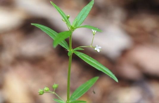 傘房花耳草怎么進行扦插 ?
