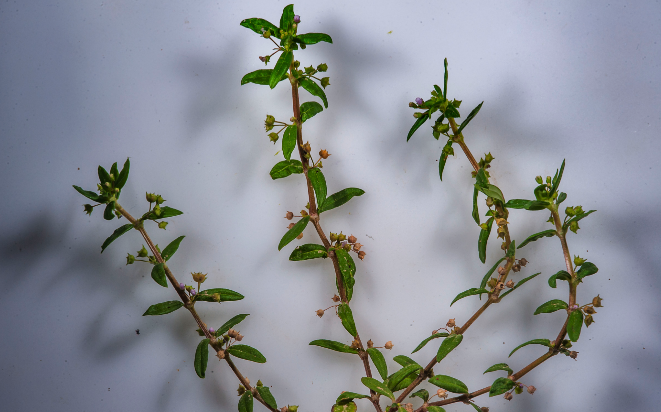 傘房花耳草對光照要求怎么樣,夏季需要避開陽光嗎 ?