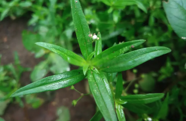 傘房花耳草對光照要求怎么樣,夏季需要避開陽光嗎 ?